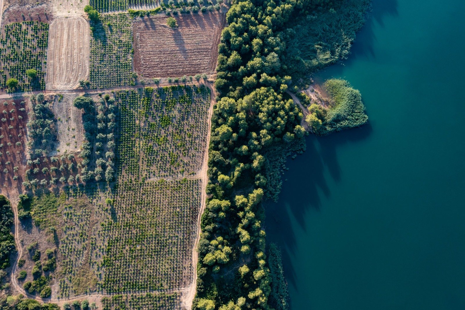 Aerial view of vineyards beside water in Attica